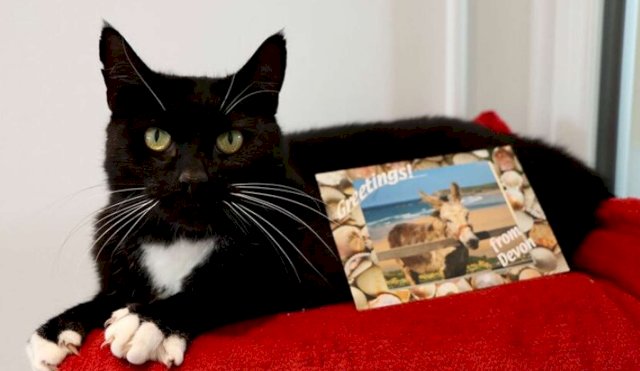 GATITO VIAJERO