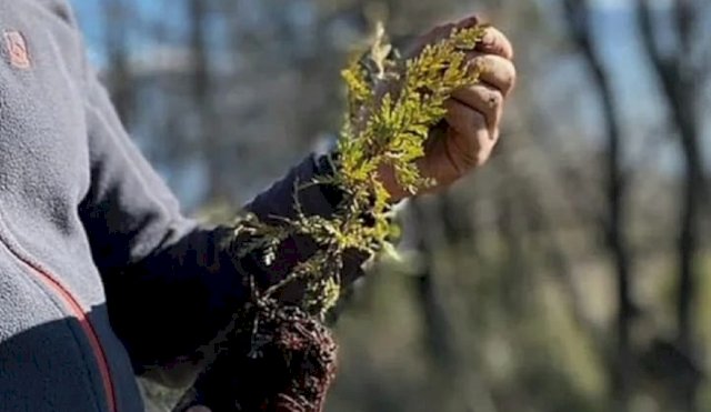 Un país decreto feriado nacional para plantar árboles