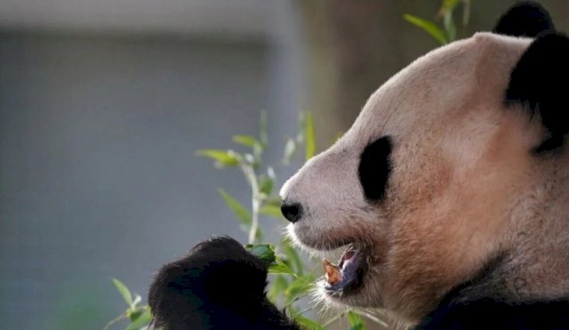 Escocia despide a sus pandas gigantes que regresan a China después de 12 años