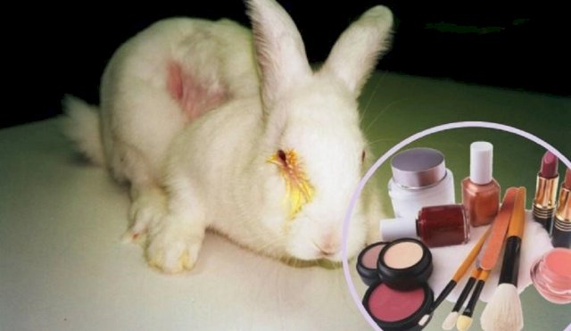 Congreso chileno aprueba Ley que prohíbe pruebas cosméticas en animales