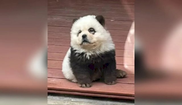 China: zoológico tiñó de negro y blanco a perros para hacerlos pasar como pandas