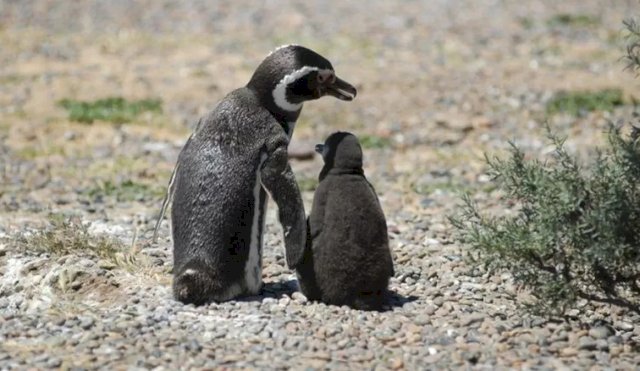 pinguinos